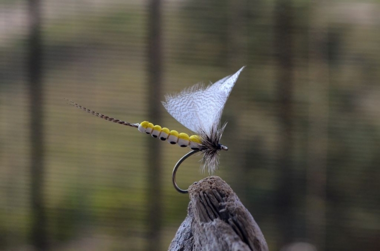 Komunikat PZW Lipień