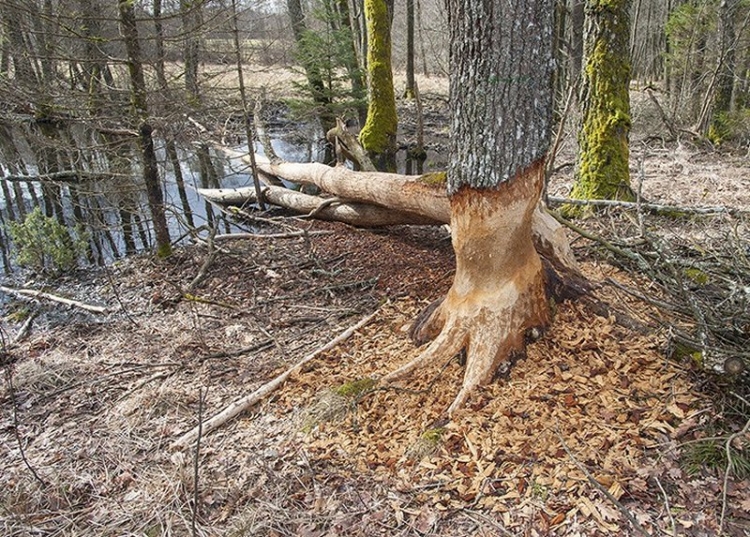Bobry nad Łupawą