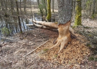 Bobry nad Łupawą